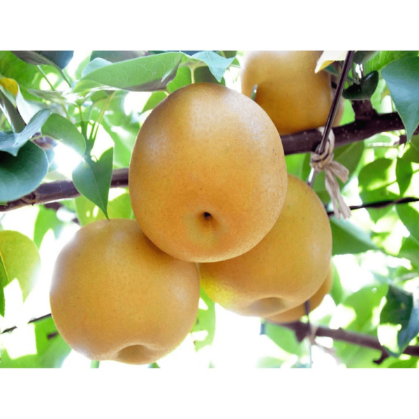 Japanese Pear "Aki Zuki" 500g