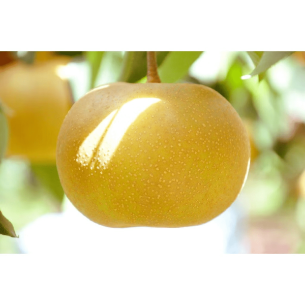 Japanese Pear "Aki Zuki" 500g - Image 2