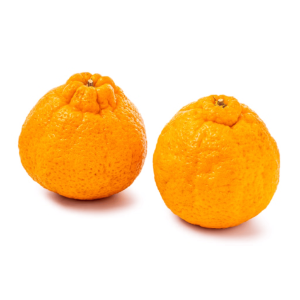 Jumbo Sumo Mandarin Gift Box 4.5-5 lb - Image 3