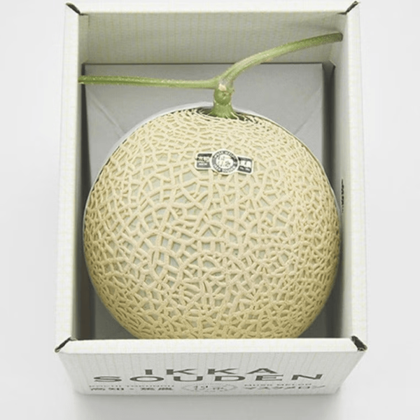 Premium Musk Japanese Melon TOSA 1.4kg 3 lb - Image 3