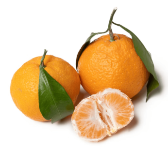 Satsuma Mandarins with Leaves 4 lb